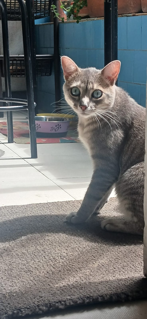 Mili