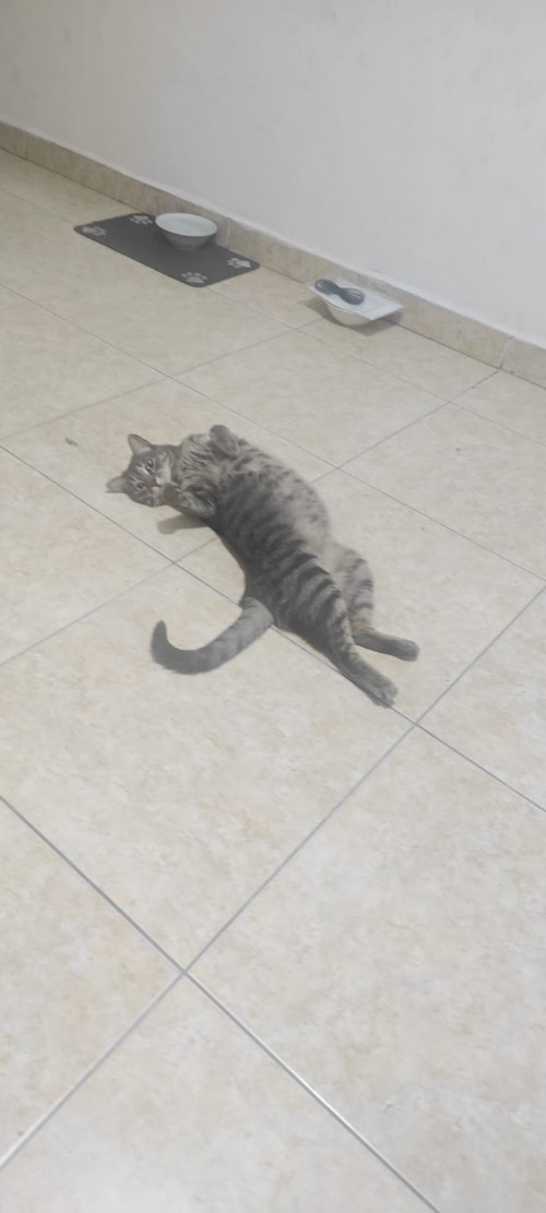Chiqui