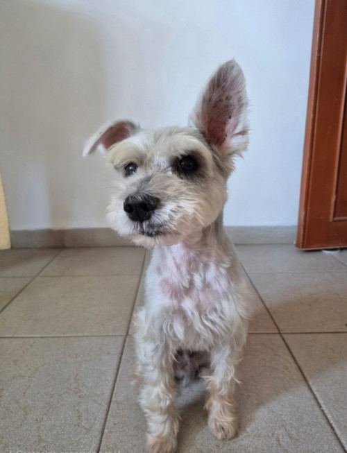 Tobby