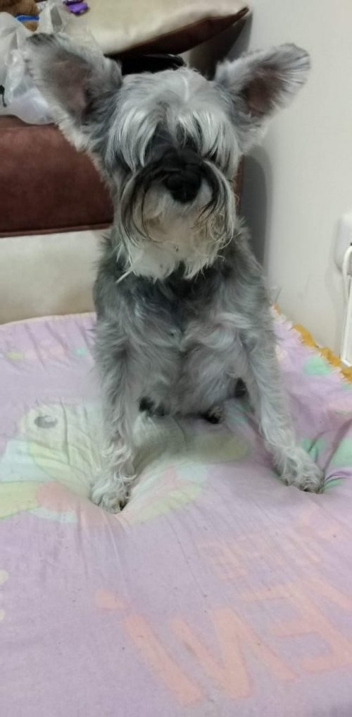 Atena