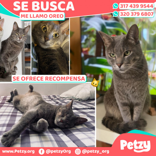 Foto de mascota Oreo