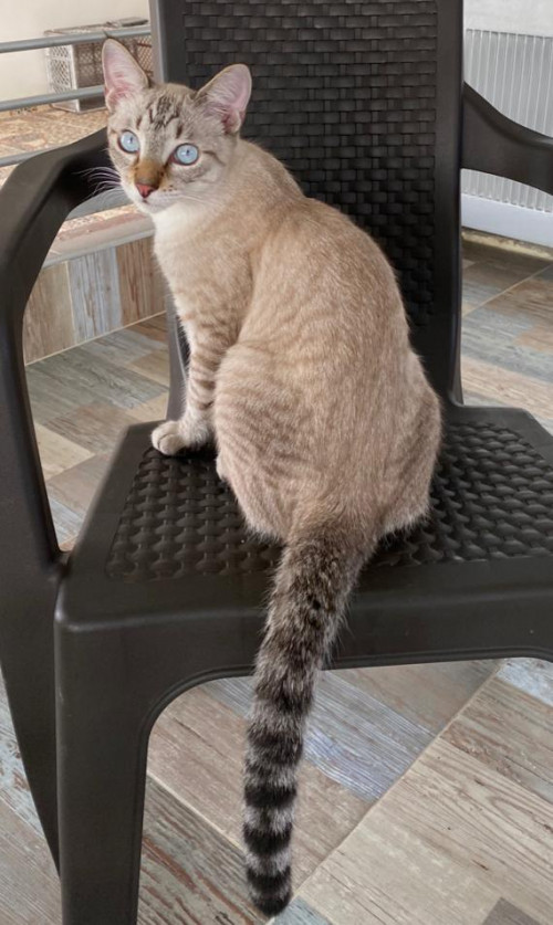 Simba