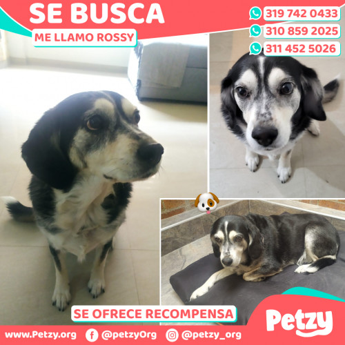 Foto de mascota Rossy