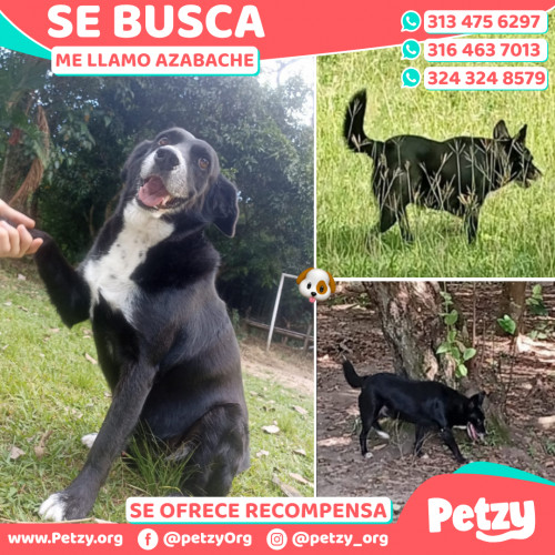 Foto de mascota Azabache