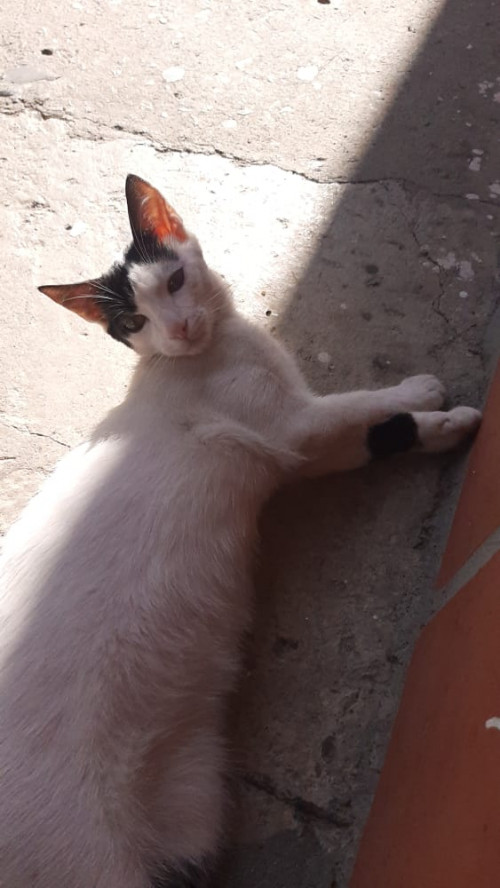 Coco