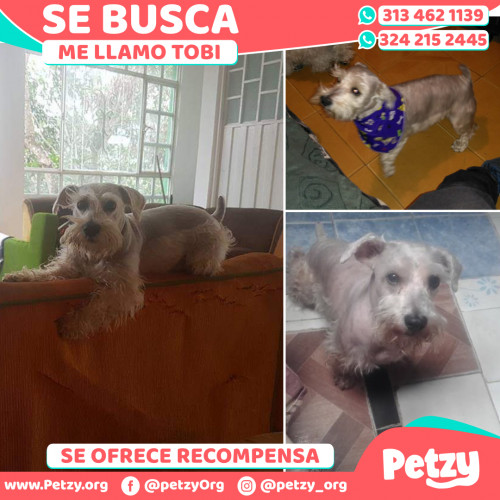 Foto de mascota Tobi