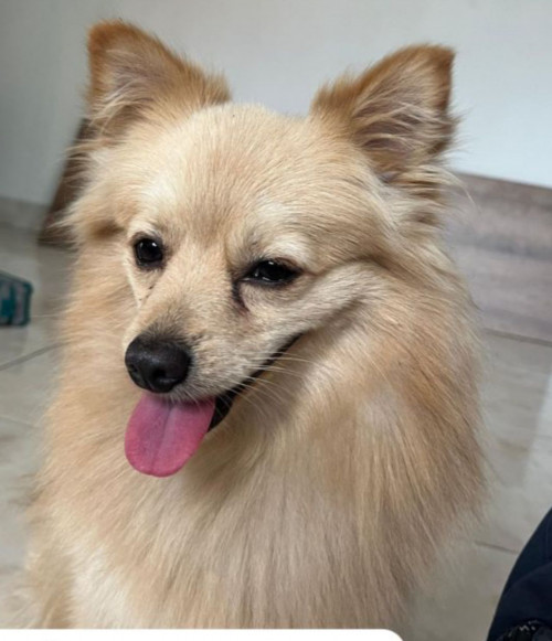 Toby