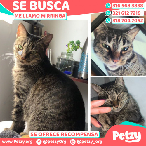 Foto de mascota Mirringa