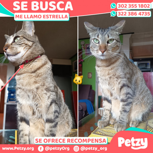 Foto de mascota Estrella