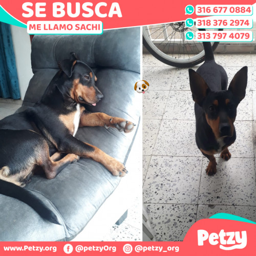 Foto de mascota Sachi