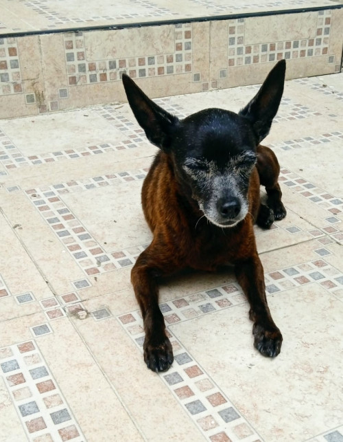 Yiyo