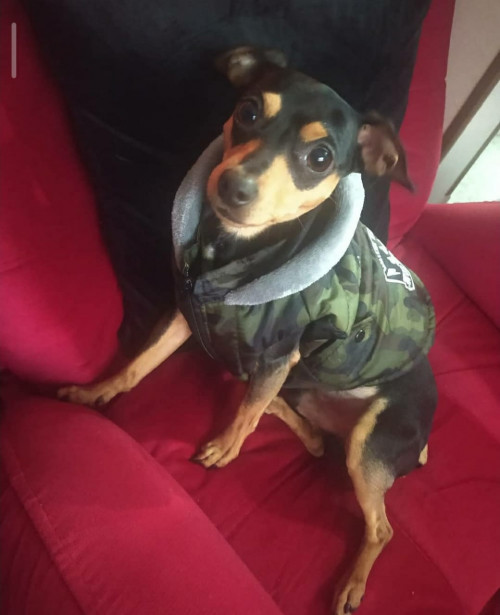 Bruno