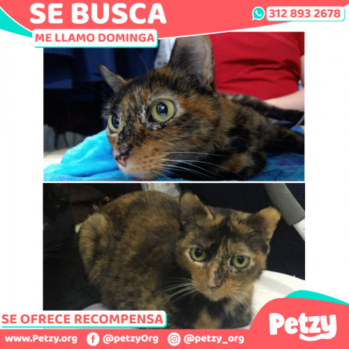 Foto de mascota Dominga