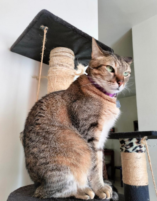 Nala