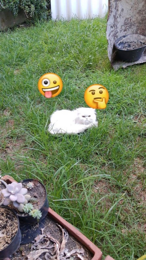 Tephie
