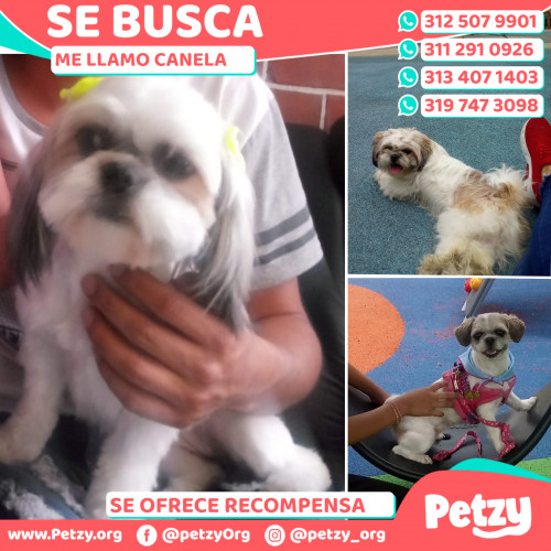 Foto de mascota Canela