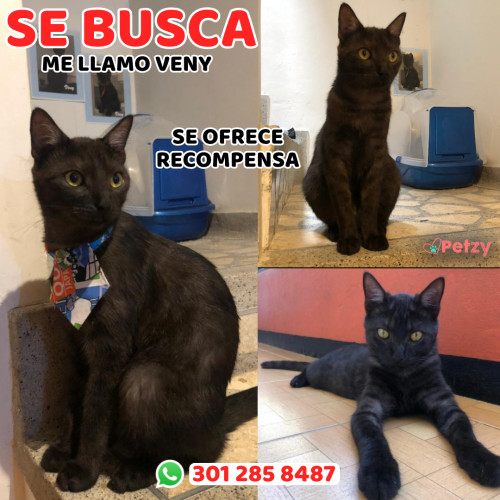 Foto de mascota Veny