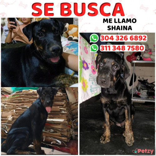 Foto de mascota Shaina