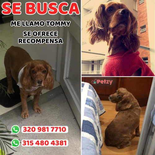 Foto de mascota Tommy