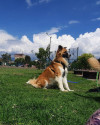 Foto de Balto en  Bogota #2