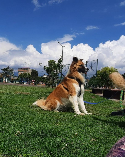 Balto
