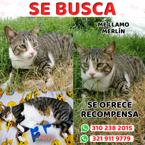 Foto de mascota Merlín