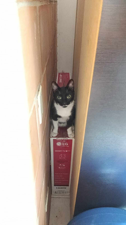 Chimuelo