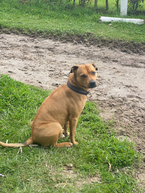 Canela 