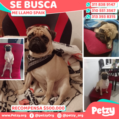 Foto de mascota Spaik