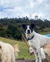 Foto de Joropo en La Calera Cundinamarca #7