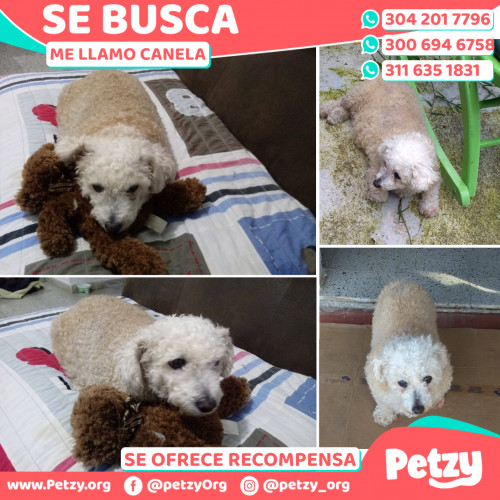 Foto de mascota Canela