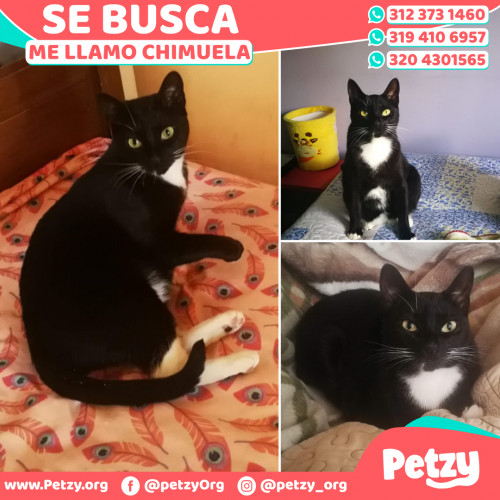 Foto de mascota Chimuela