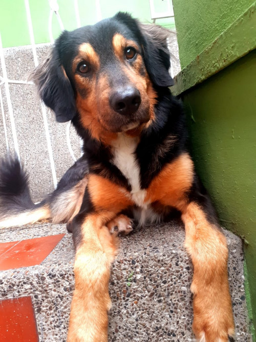 Cooki