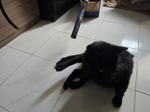 Negrito