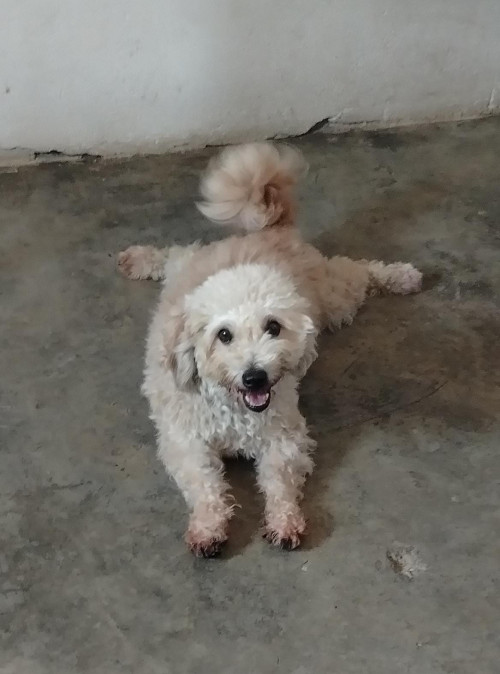 Max