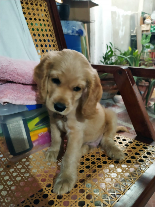 Toby