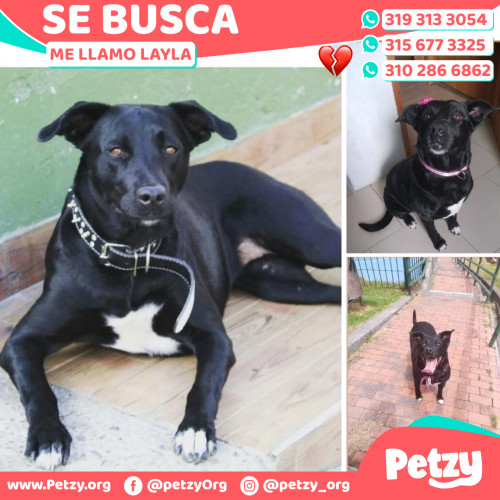 Foto de mascota Layla