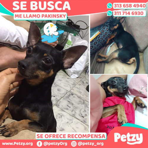 Foto de mascota Pakinsky