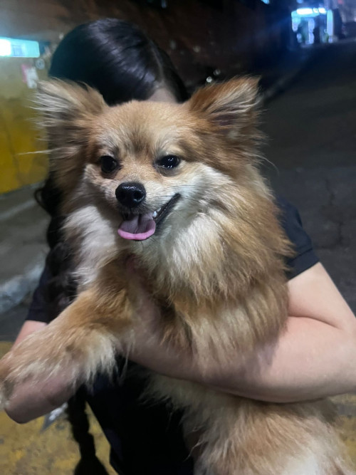 Axel