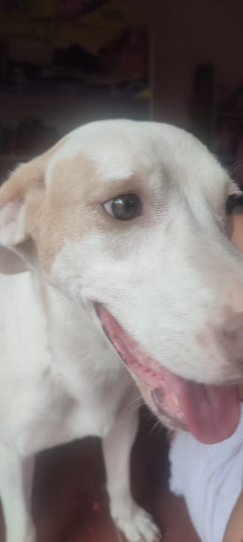 La Familia De Este Perrito