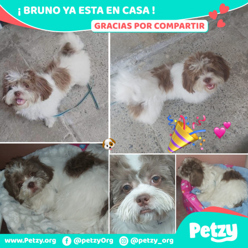 Foto de mascota Bruno