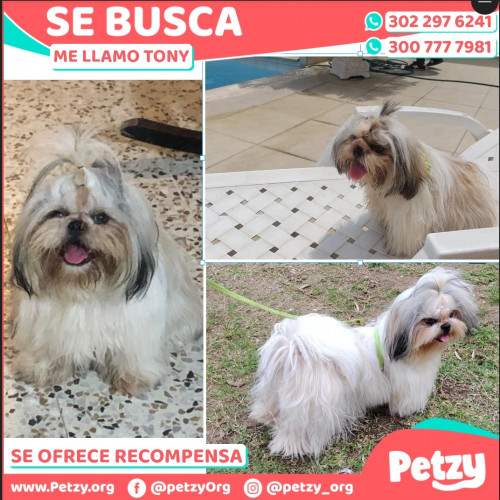 Foto de mascota Tony