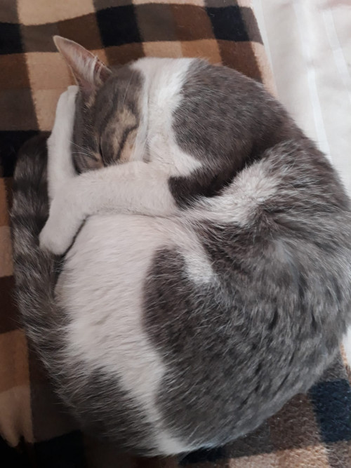 Oreo