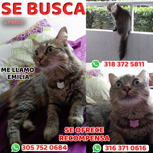 Foto de mascota Emilia