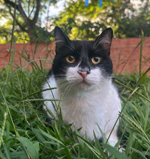 Panchito