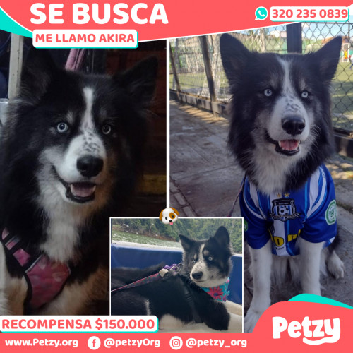 Foto de mascota Akira