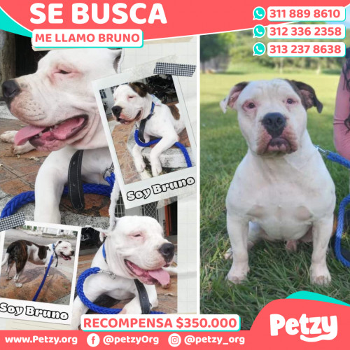 Foto de mascota Bruno