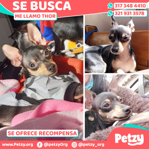 Foto de mascota Thor