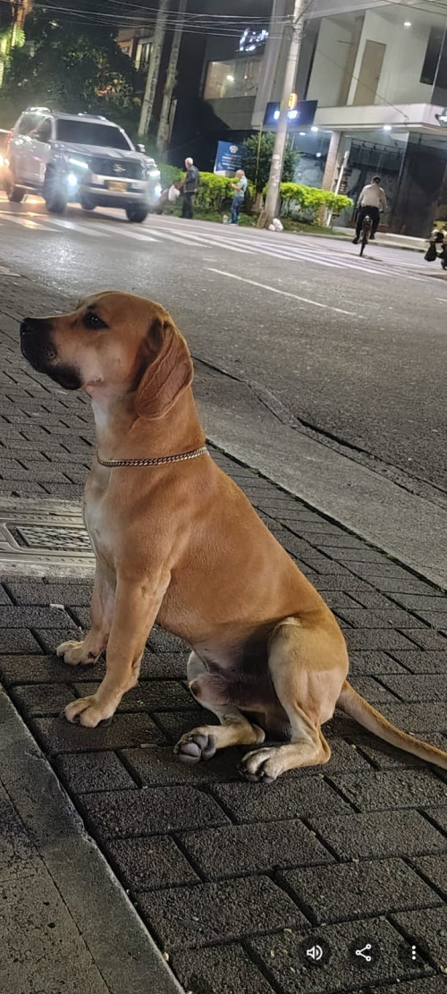 Apolo