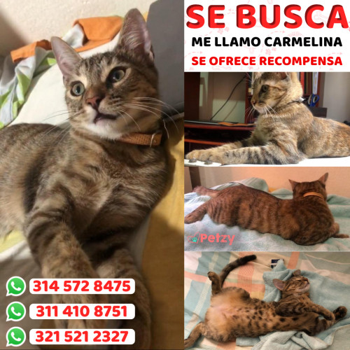 Foto de mascota Carmelina